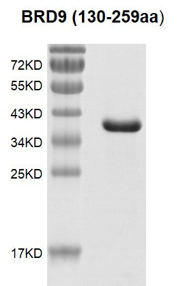 Recombinant BRD9 (130-259) protein, GST-Tag - MyBio Ireland - Active Motif