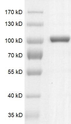 Recombinant DNMT3A protein - MyBio Ireland - Active Motif