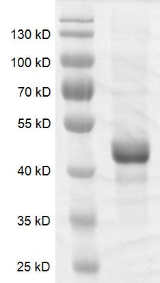 Recombinant DNMT3L protein - MyBio Ireland - Active Motif