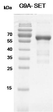 Recombinant EHMT2 (G9A)-SET (913-1193) protein - MyBio Ireland - Active Motif
