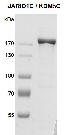 Recombinant JARID1C / KDM5C protein - MyBio Ireland - Active Motif