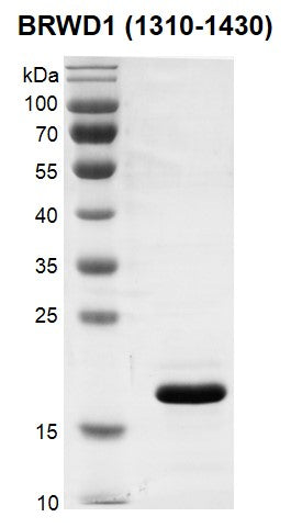 Recombinant BRWD1 (1310-1430) protein - MyBio Ireland - Active Motif