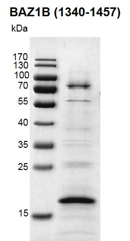 Recombinant BAZ1B (1340-1457) protein - MyBio Ireland - Active Motif