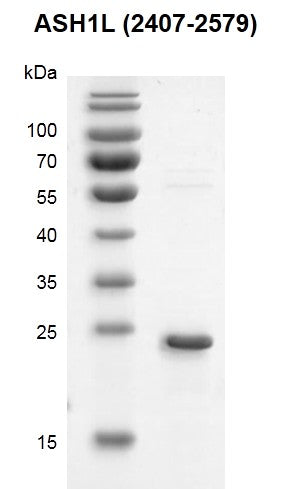 Recombinant ASH1L (2407-2579) protein - MyBio Ireland - Active Motif