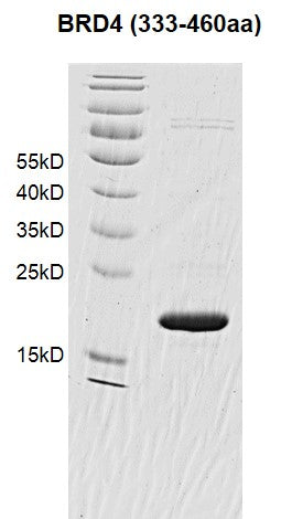 Recombinant BRD4 (333-460) protein - MyBio Ireland - Active Motif