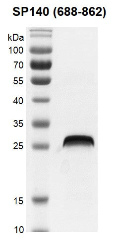 Recombinant SP140 (688-862) protein - MyBio Ireland - Active Motif