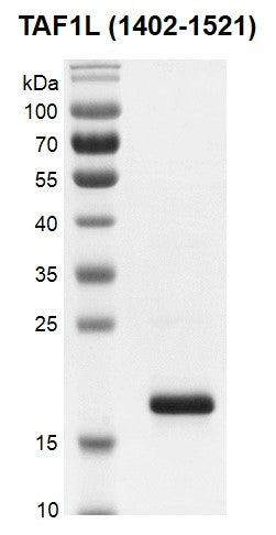 Recombinant TAF1L (1402-1521) protein - MyBio Ireland - Active Motif