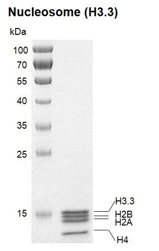 Recombinant Polynucleosomes (H3.3) - MyBio Ireland - Active Motif