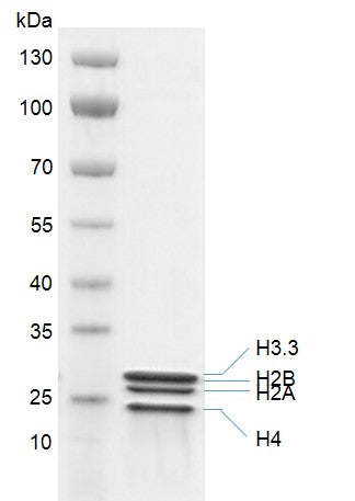 Recombinant Histone Octamer (H3.3) - MyBio Ireland - Active Motif