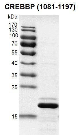 Recombinant CREBBP (1081-1197) protein - MyBio Ireland - Active Motif