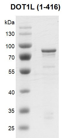 Recombinant DOT1L (1-416) protein - MyBio Ireland - Active Motif