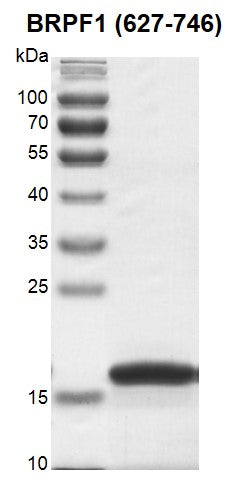 Recombinant BRPF1 (627-746) protein - MyBio Ireland - Active Motif