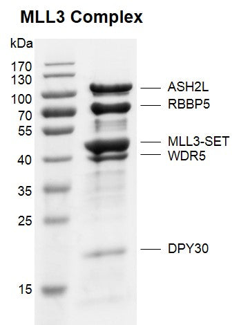 Recombinant KMT2C (MLL3) complex - MyBio Ireland - Active Motif