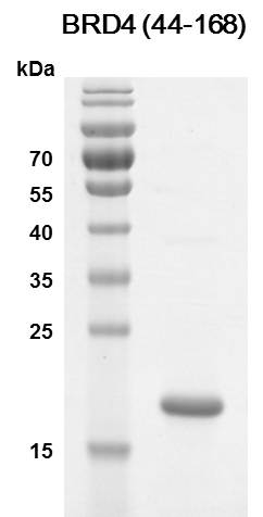 Recombinant BRD4 (44-168) protein - MyBio Ireland - Active Motif