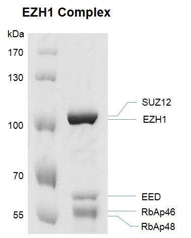Recombinant EZH1 Complex - MyBio Ireland - Active Motif