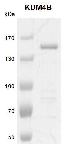 Recombinant JMJD2B / KDM4B protein - MyBio Ireland - Active Motif