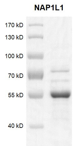 Recombinant NAP1L1 protein - MyBio Ireland - Active Motif