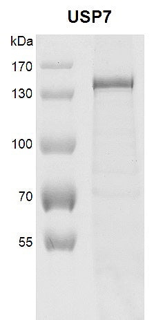 Recombinant USP7 protein - MyBio Ireland - Active Motif