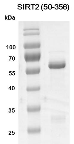 Recombinant SIRT2 (50-356) protein - MyBio Ireland - Active Motif