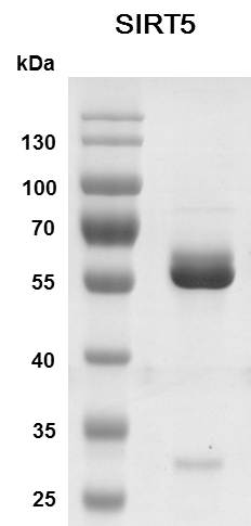 Recombinant SIRT5 protein - MyBio Ireland - Active Motif