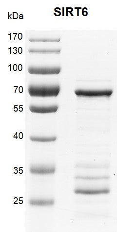 Recombinant SIRT6 protein - MyBio Ireland - Active Motif