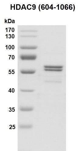 Recombinant HDAC9 (604-1066) protein - MyBio Ireland - Active Motif
