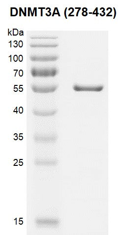 Recombinant DNMT3A (278-432) protein - MyBio Ireland - Active Motif