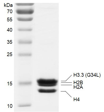 Recombinant Polynucleosomes H3.3 (G34L) - MyBio Ireland - Active Motif
