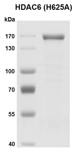 Recombinant HDAC6 (H625A) protein - MyBio Ireland - Active Motif