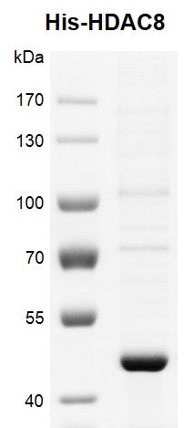 Recombinant HDAC8 protein, His-tag - MyBio Ireland - Active Motif