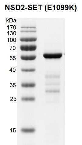 Recombinant NSD2-SET (E1099K) protein - MyBio Ireland - Active Motif