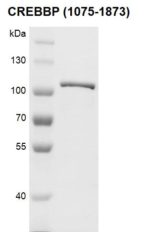 Recombinant CREBBP (1075-1873) protein - MyBio Ireland - Active Motif