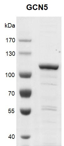 Recombinant KAT2A (GCN5) protein - MyBio Ireland - Active Motif