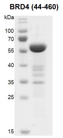 Recombinant BRD4 (44-460) protein - MyBio Ireland - Active Motif