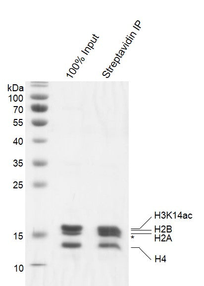 Recombinant Mononucleosomes H3K14ac (EPL) - biotin - MyBio Ireland - Active Motif