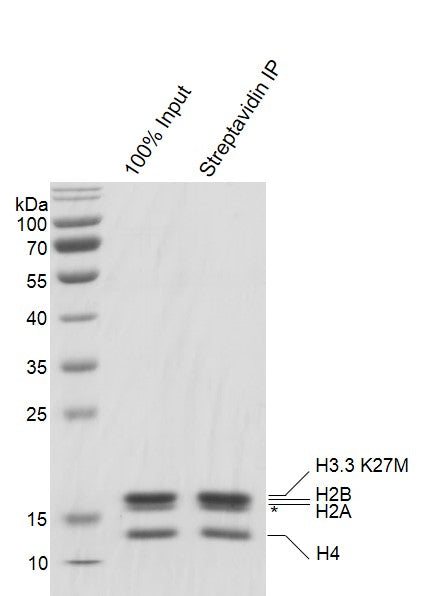 Recombinant Mononucleosomes H3.3 (K27M) - biotin - MyBio Ireland - Active Motif