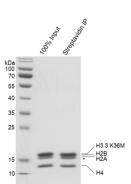 Recombinant Mononucleosomes H3.3 (K36M) - biotin - MyBio Ireland - Active Motif