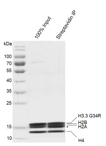 Recombinant Mononucleosomes H3.3 (G34R) - biotin - MyBio Ireland - Active Motif