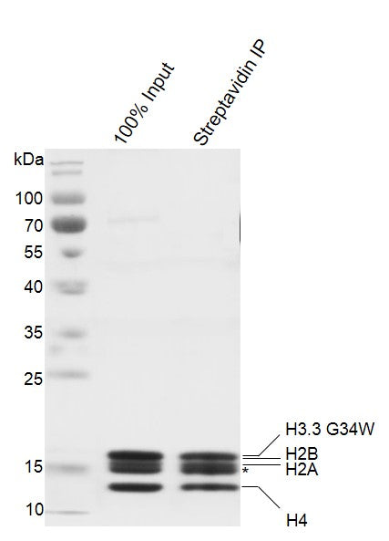 Recombinant Mononucleosomes H3.3 (G34W) - biotin - MyBio Ireland - Active Motif