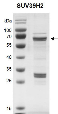 Recombinant SUV39H2 protein - MyBio Ireland - Active Motif