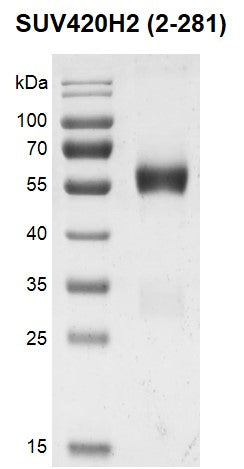 Recombinant SUV420H2 (2-281) protein - MyBio Ireland - Active Motif