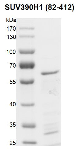 Recombinant SUV39H1 (82-412) protein - MyBio Ireland - Active Motif