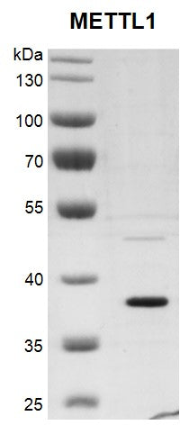 Recombinant METTL1 protein - MyBio Ireland - Active Motif