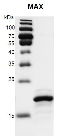 Recombinant MAX protein, His-Tag - MyBio Ireland - Active Motif