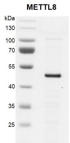 Recombinant METTL8 protein - MyBio Ireland - Active Motif