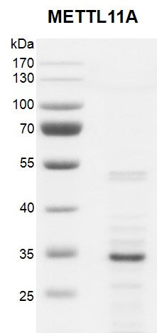 Recombinant METTL11A (NTMT1) protein - MyBio Ireland - Active Motif