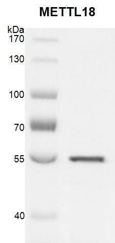 Recombinant METTL18 protein - MyBio Ireland - Active Motif