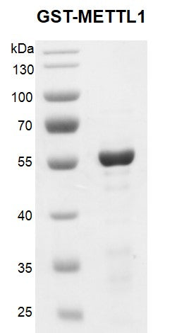 Recombinant METTL1 protein, GST-Tag - MyBio Ireland - Active Motif