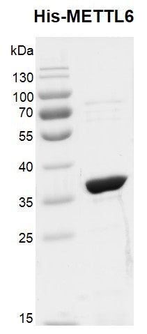 Recombinant METTL6 protein, His-Tag - MyBio Ireland - Active Motif