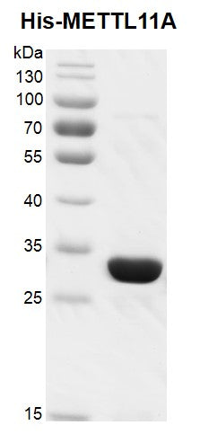 Recombinant METTL11A (NTMT1) protein, His-Tag - MyBio Ireland - Active Motif